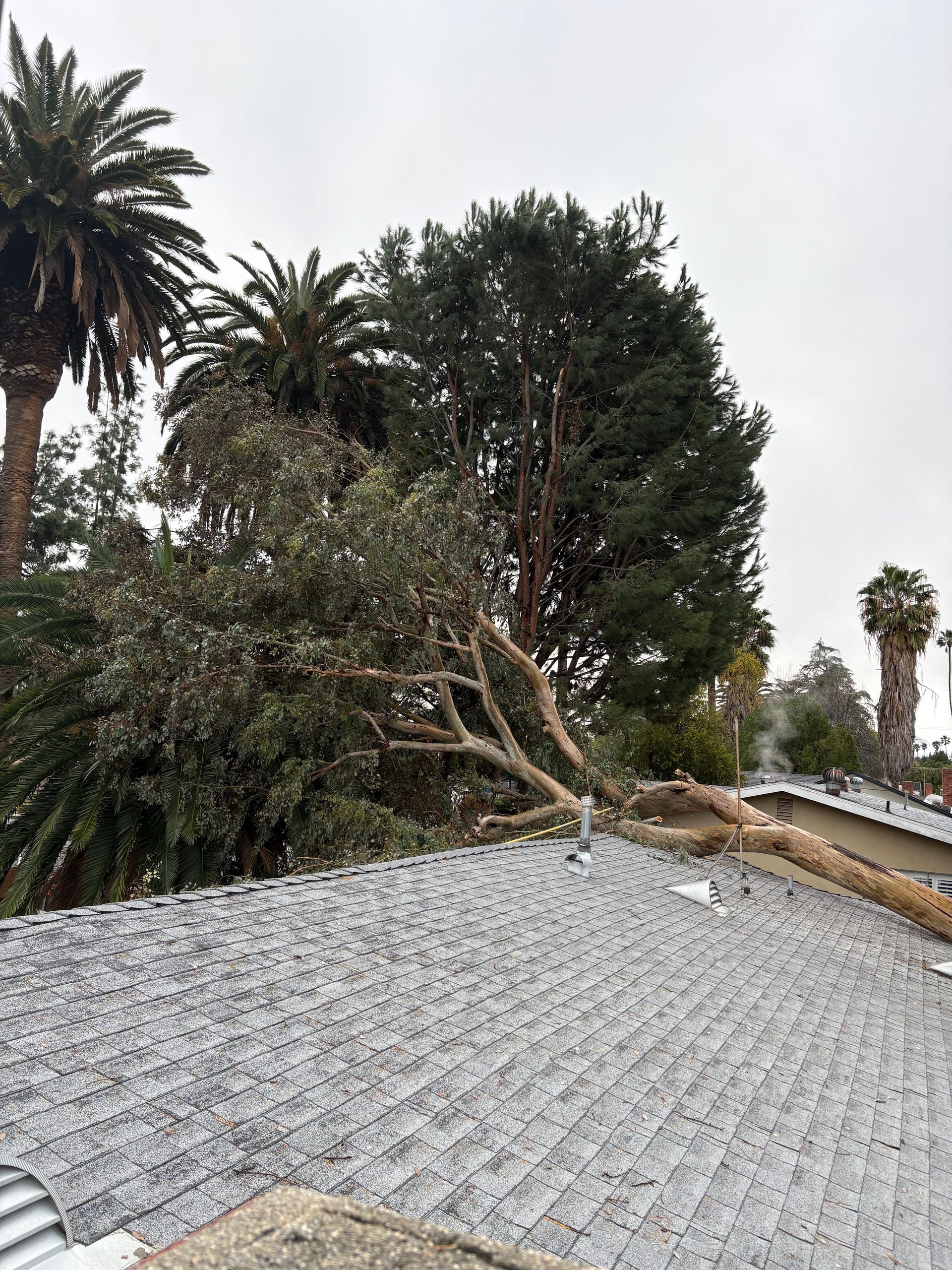 Storm Damage Tree Removal