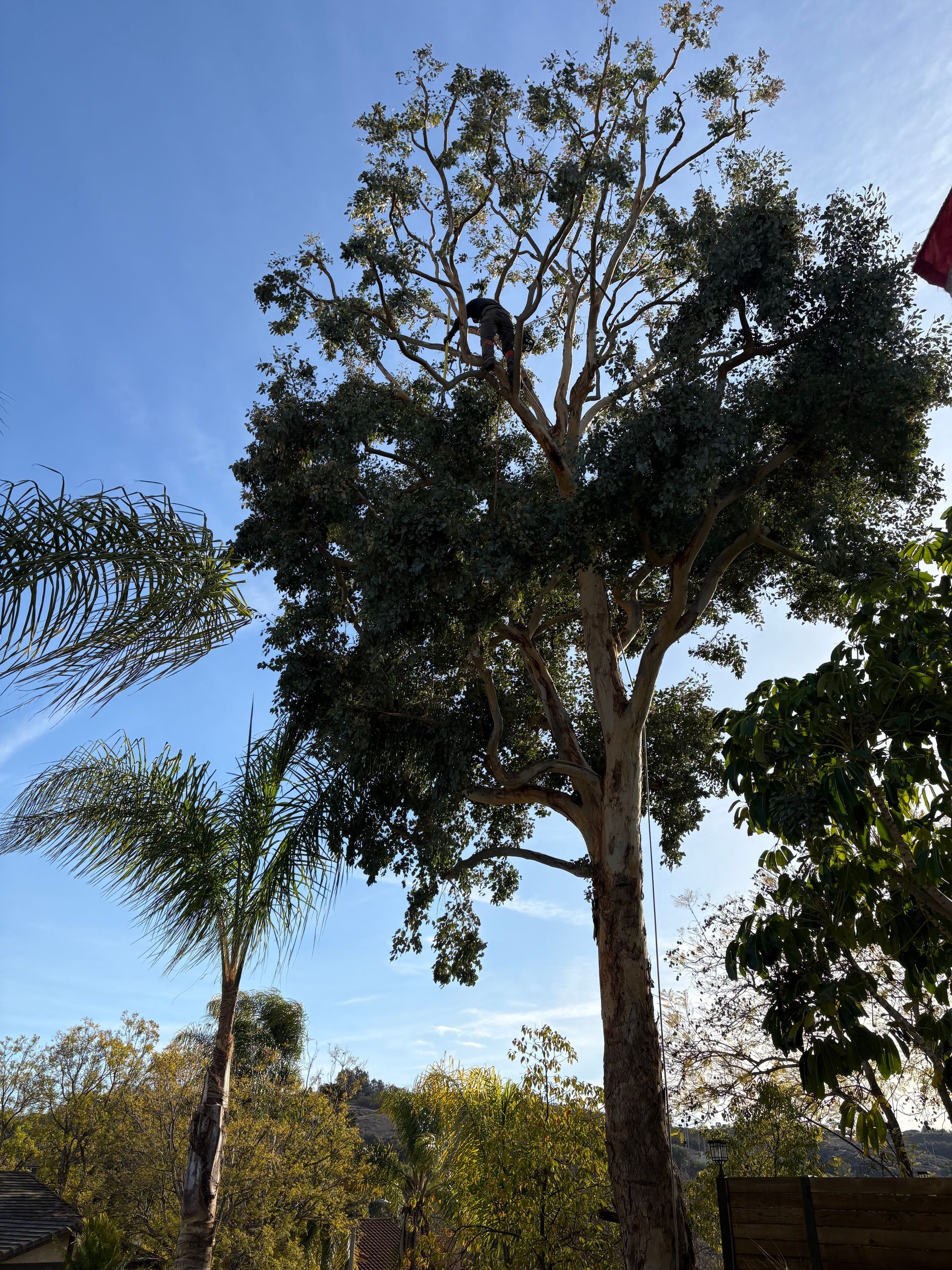Tree Trimming · High Climb
